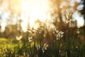 Fresh grass and narcissus flowers growing in the forest at spring Royalty Free Stock Photo