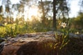 Fresh grass and narcissus flowers growing in the forest at spring Royalty Free Stock Photo