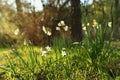 Fresh grass and narcissus flowers growing in the forest Royalty Free Stock Photo