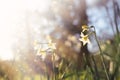 Fresh grass and narcissus flowers growing in the forest at spring Royalty Free Stock Photo