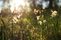 Fresh grass and narcissus flowers growing in the forest at spring Royalty Free Stock Photo