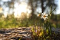 Fresh grass and narcissus flowers growing in the forest at spring Royalty Free Stock Photo