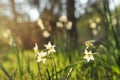 Fresh grass and narcissus flowers growing in the forest at spring Royalty Free Stock Photo