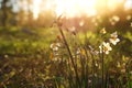 Fresh grass and narcissus flowers growing in the forest at spring Royalty Free Stock Photo