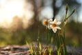 Fresh grass and narcissus flowers growing in the forest at spring Royalty Free Stock Photo