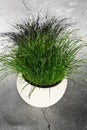 Fresh grass in a pot in the sun Royalty Free Stock Photo