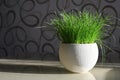 Fresh grass in a pot in the sun Royalty Free Stock Photo
