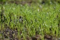 Fresh grass in the rain Royalty Free Stock Photo