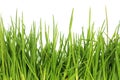 Fresh grass after a rain Royalty Free Stock Photo