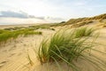 Fresh Grass on Sand in Zeeland Royalty Free Stock Photo