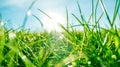 Fresh grass and sunny blue sky on a green field at sunrise, nature of countryside Royalty Free Stock Photo