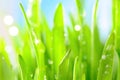 Fresh grass with water drops in sun rays Royalty Free Stock Photo