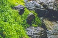Fresh grass and wet stones Royalty Free Stock Photo