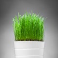 Fresh grass in white pot Royalty Free Stock Photo