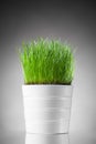 Fresh grass in white pot Royalty Free Stock Photo