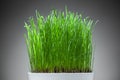 Fresh grass in white pot Royalty Free Stock Photo
