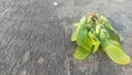 Fresh green acer seeds lie on old wooden desk