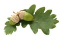 Fresh green acorns with leaves