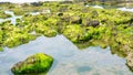 Fresh green algae growing on beach rocks