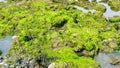 Fresh green algae growing on beach rocks