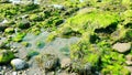 Fresh green algae growing on beach rocks