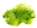 Fresh Green Algae - Healthy Nutrition Royalty Free Stock Photo