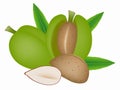 Fresh green almond with flower and nuts isolated on a white background.