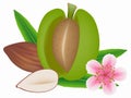 Fresh green almond with flower and nuts isolated on a white background.