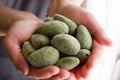 Fresh Green Almond Nut Fruits in Woman Hand Royalty Free Stock Photo