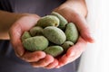 Fresh Green Almond Nut Fruits in Woman Hand Royalty Free Stock Photo