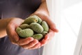 Fresh Green Almond Nut Fruits in Woman Hand Royalty Free Stock Photo
