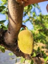 fresh green almonds about to ripen on the branch Royalty Free Stock Photo