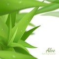 Green Aloe Vera Realistic Background