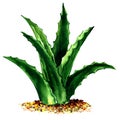 Fresh Green Aloe Vera Plant Isolated, Watercolor Illustration On White