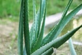 Fresh Green Aloe Vera