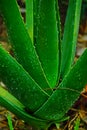 Fresh green aloe vera with water droplets. Royalty Free Stock Photo