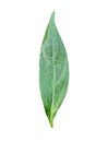 fresh green Andrographis paniculata leaf isolated on white background Royalty Free Stock Photo