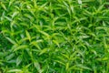 Fresh green Andrographis paniculata plant Royalty Free Stock Photo