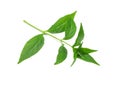 The fresh of green andrographis paniculate leaf on white bachground. Royalty Free Stock Photo