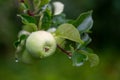 Fresh green apple with rain waterdrops on a branch Royalty Free Stock Photo