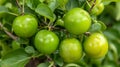 Fresh green apples hanging on a tree branch