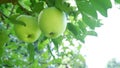 Fresh green apples ready to be picked Royalty Free Stock Photo