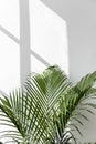 Fresh green areca palm leaf by a white wall Royalty Free Stock Photo