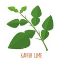 Fresh green aromatic kaffir lime leaf