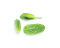 Fresh green mint herb separate leaves closeup
