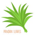 Fresh green aromatic pandanus leaf