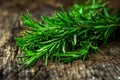 Fresh green aromatic rosemary