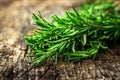 Fresh green aromatic rosemary