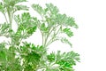 Fresh green Artemisia absinthium (wormwood)