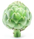 Fresh green artichoke isolated on white background Royalty Free Stock Photo